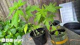 Police find 15 cannabis plants growing on Cambridgeshire plot