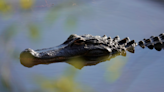 Fascinating Video of Alligator Stuck in Frozen Texas Pond Has Everyone Captivated