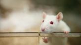 Sperm from older rats passes on fewer active genes to offspring because of epigenetic changes