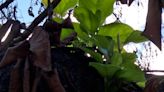 'Symbol of hope': See iconic banyan tree sprout new leaves after being scorched in Maui fires