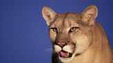 Mountain Lions Move into Downtown Oceanside, California, with Deadly Results
