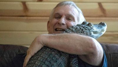 Emotional support alligator taken and released in swamp