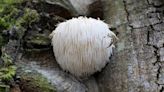 Four health benefits of lion's mane mushrooms