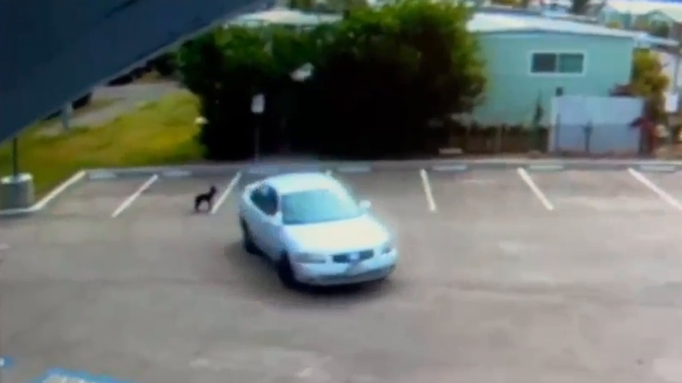 VIDEO: Puppy chases car after driver abandons her in California parking lot