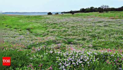 Maharashtra's Kas Plateau: Carpet of flowers | Pune News - Times of India