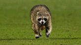 Raccoon invades field and dodges trash can-wielding officials at soccer game