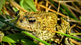 Rare Nevada toad would get 930 acres under federal plan