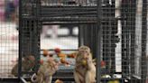 Thai town maddened by marauding monkeys launches plan to lock them up and send them away