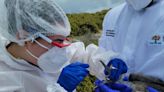 Disminuyen los casos de gripe aviar en la fauna silvestre de las Islas Galápagos