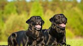 Black Labrador Puppy Grows Into Spitting Image of Her Mother in Precious Video