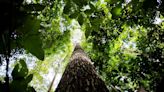 Desmatamento na Amazônia cai 38% no primeiro semestre e é o menor desde 2018