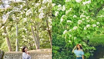 5月雪油桐花海大景浪漫美拍！全台15大賞桐景點必訪名所