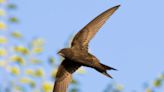 Fury as Rishi Sunak ‘blocks efforts’ to help save swifts from extinction