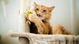 Keep your cat happy and healthy with these four simple tips from an expert trainer