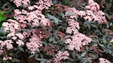 Elder care and growing guide – expert tips on how to grow a pretty sambucus