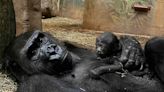 Columbus Zoo and Aquarium Welcomes Critically Endangered Gorilla Baby: They're 'Absolutely Precious'
