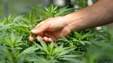 Teamsters Unionize Cannabis Workers At Another Cresco Labs' Dispensary In Illinois, 'It Feels Good' - Cresco Labs (OTC:CRLBF)