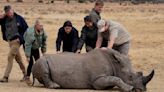 South African researchers test use of nuclear technology to curb rhino poaching