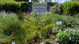 Newport Beach neighborhood celebrates butterflies and native habitats