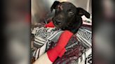 UPDATE: McKamey Animal Center asking for donation to help injured puppy