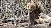 Coyote trapping, snaring enters grizzly management debate
