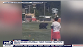 Watch bear walk onto the Truckee High School football field during practice
