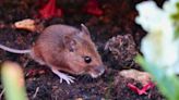 Stop rats from entering gardens with one flower that naturally irritates them