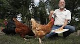 Raising backyard chickens in Deltona: What residents need to know about updated ordinance