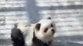 Is It a Panda or a Dog? Zoo Says It's a 'Panda Dog'