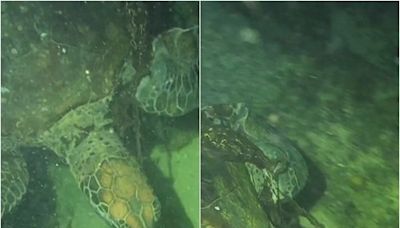 綠蠵龜遭廢棄魚線繞頸「深陷皮肉」！教練潛水30mins搜索救援