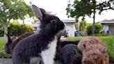 A Florida suburb is facing an adorable invasion of exotic rabbits after a breeder let them loose and they started multiplying ... like rabbits