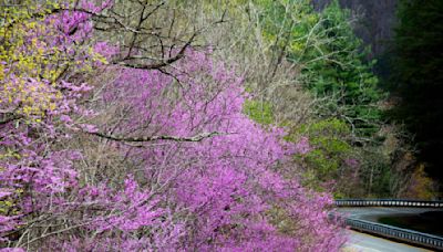 Gov. Cooper vetoes transportation bill that would have led to a loss of more trees, native plants