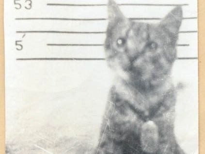 Cat carrier: Meet the feline who lived aboard Battleship North Carolina