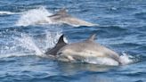 England’s only bottlenose dolphin pod at risk of extinction, says study