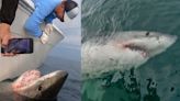 ‘A true lifetime fish’: Cape Cod researcher, charter boat captain tag nearly 3,000-pound shark