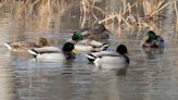 Christmas Bird Count reveals more larks, fewer warblers