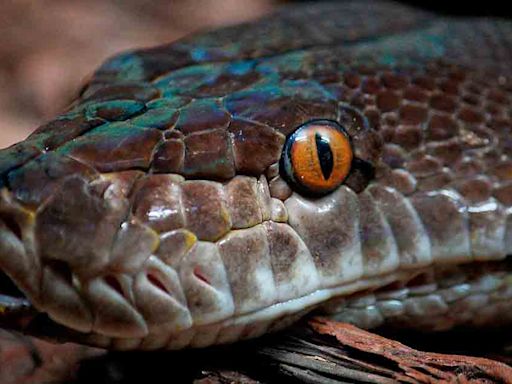 Hombre en India mata a mordidas a serpiente que lo atacó mientras dormía