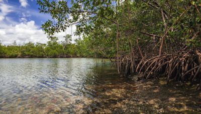 Florida state parks proposal for golf courses, hotels was further along than DeSantis let on