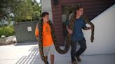 The dumping of exotic pets into the wild is a serious threat to Florida