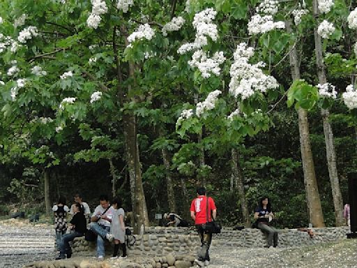 2024客家桐花季！免費賞桐花、撿雞蛋、手做荔枝芋頭粿 飽眼福又飽口福