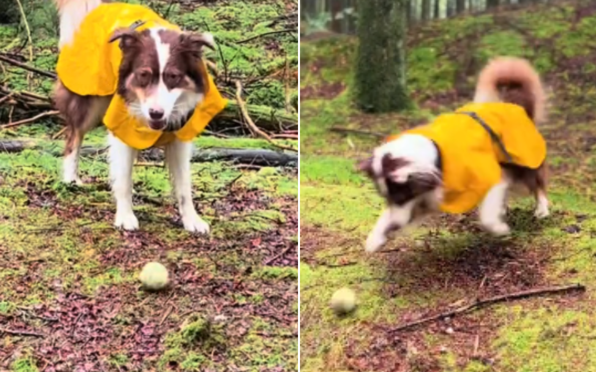 Dog fires owner from "job" of throwing ball, finds hilarious replacement