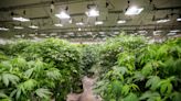 Flora Farms, Greenlight Marijuana Dispensary receive best of marijuana industry awards