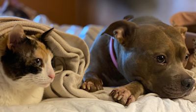 Dog defending her cat sibling delights internet: "She's safe"