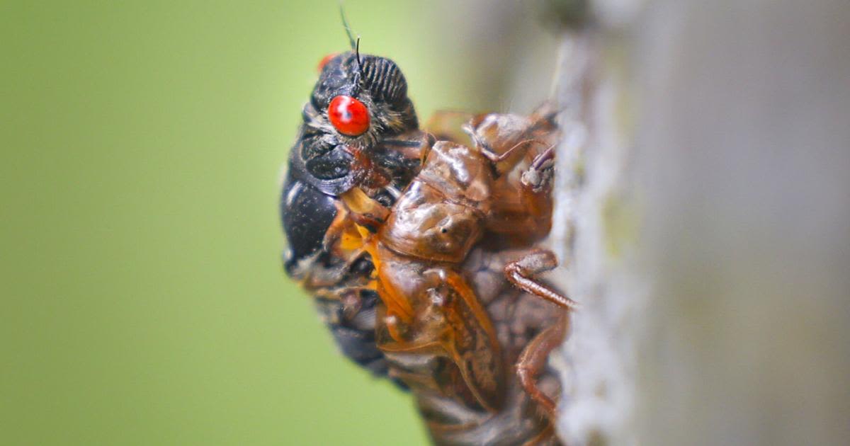 They're here! Cicadas appear in Central Illinois