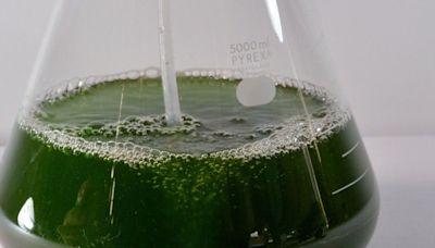 Algae can produce electricity, Concordia researchers find