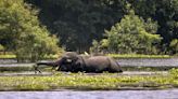 Assam floods: 129 wild animals die at Kaziranga National Park