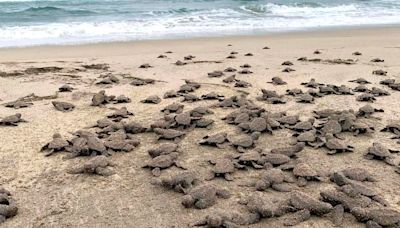 Se liberaron 2.4 millones de crías de tortuga marina en playas de Michoacán