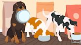 Mealtime Must-Haves: How to Make the Best Feeding Choices for Your Pup
