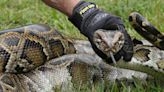 Buscan a gigantesca pitón en la Ciudad de Doral que ha logrado eludir a tramperos