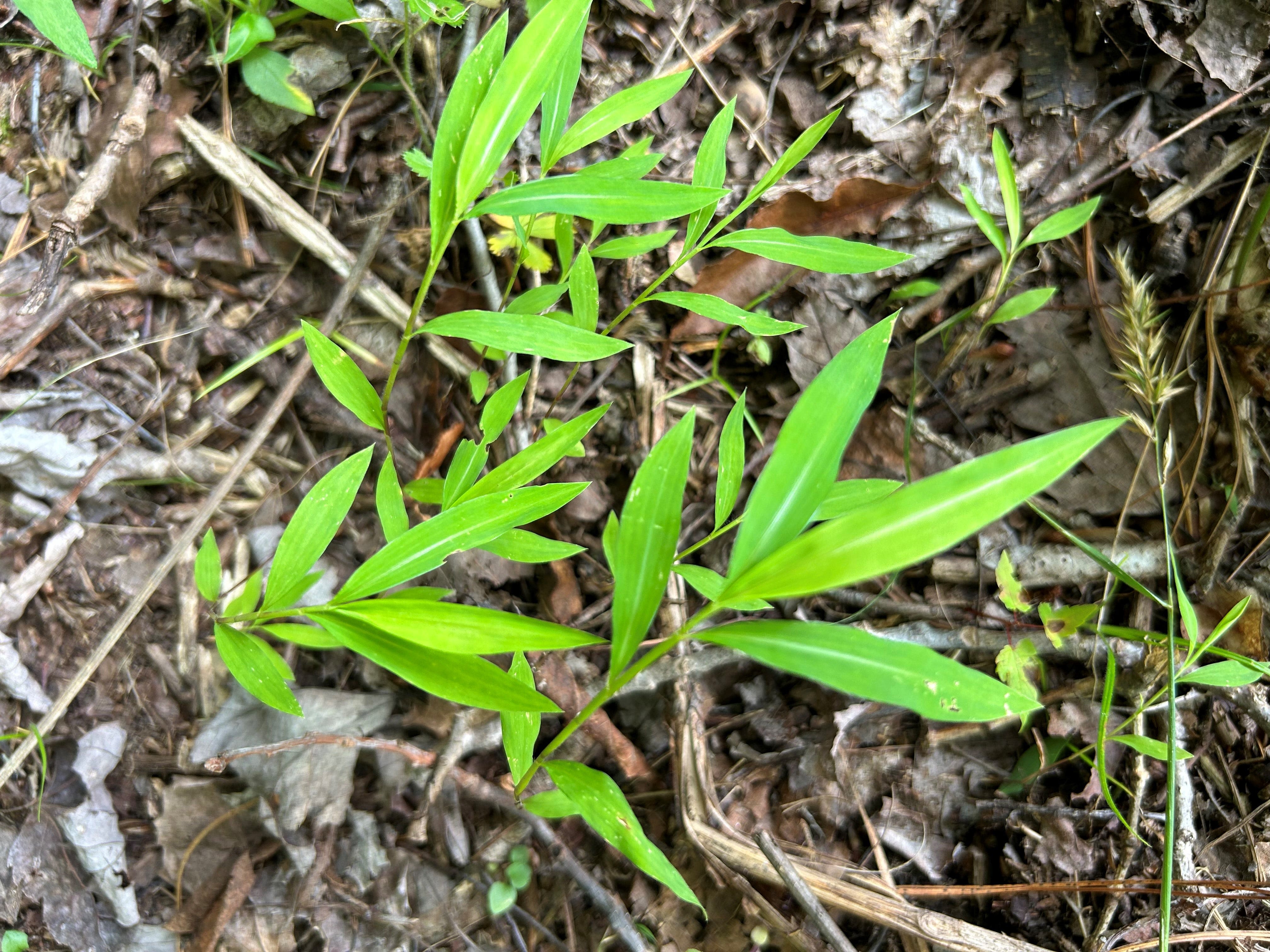 Over the Garden Gate: Managing problematic invasive species in late summer